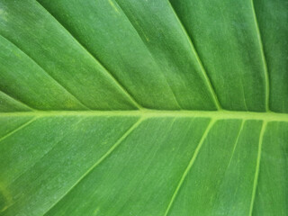 Background of a Philodendron Giganteum Schott leaf, up close. Full view of the exotic green leaf surface, with an abstract texture of natural anatomical lines and fresh, natural green color tone. © Windi Holly