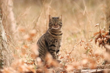 tabby cat in wild © sarah