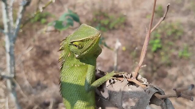 A Green Crested Lizard (Bronchocela jubata) Perches on a Dry Branch