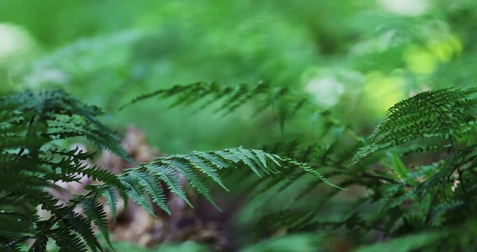 Fern leaves in the forest in calm summer breeze. 