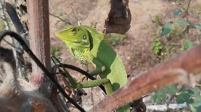 A Green Crested Lizard (Bronchocela jubata) Perches on a Dry Branch