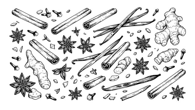 Hand drawn collection of aromatic spices including cinnamon vanilla ginger and star anise