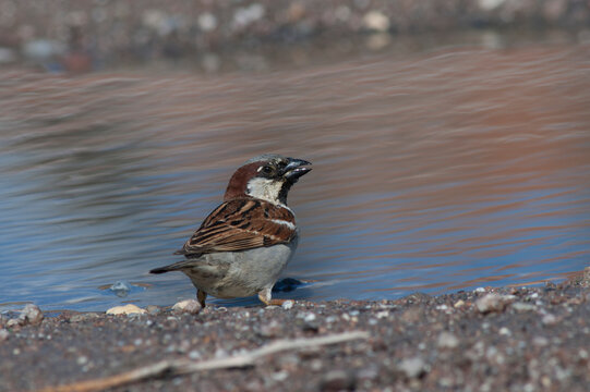 House Sparrow, Passer domesticus biblicus