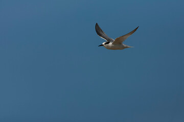 Fototapeta premium Little Tern, Sternula albifrons