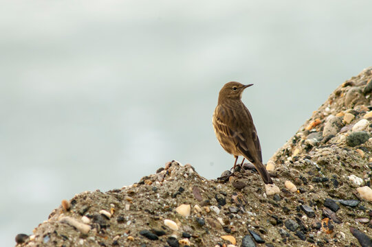 Rock Pipit, Anthus petrosus littoralis