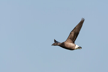 Obraz premium Dark-bellied Brent Goose, Branta bernicla