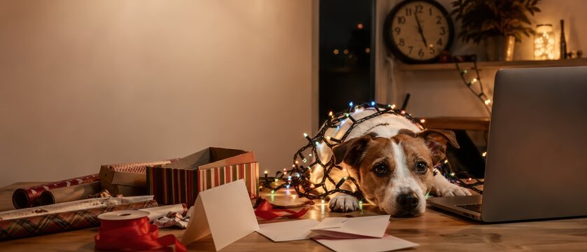 jack russell terrier tangled in christmas lights lying on desk beside laptop, wrapping paper and envelopes