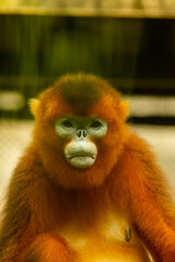 Snub-nosed monkey © Samnuggie X