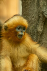 Snub-nosed monkey © Samnuggie X