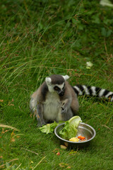 Obraz premium ring tailed lemur