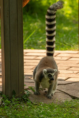Obraz premium ring tailed lemur