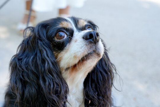 Cavalier king charles spaniel dog looking up with devoted puppy eyes