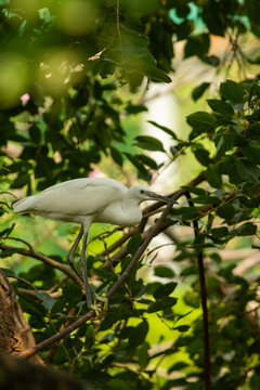 white egret in the forest