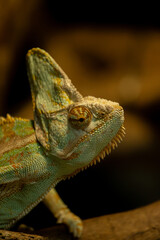 chameleon on a branch © Samnuggie X