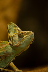 chameleon on a branch © Samnuggie X