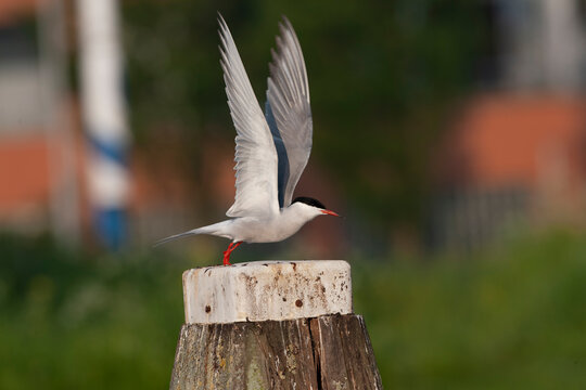 Common Tern, Sterna hirundo hirundo
