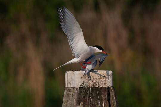 Common Tern, Sterna hirundo hirundo