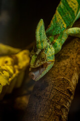 chameleon on a branch © Samnuggie X