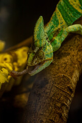 chameleon on a branch © Samnuggie X