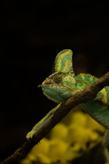 chameleon on a branch © Samnuggie X