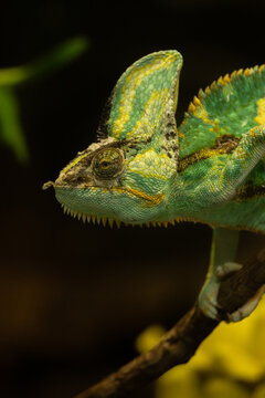 chameleon on a branch