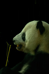 giant panda eating bamboo © Samnuggie X