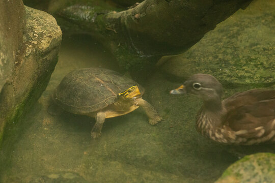 turtles in the pond