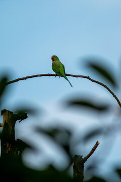 Alexandrine parakeet on a branch