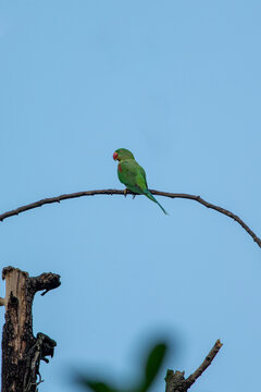 Alexandrine parakeet on a branch