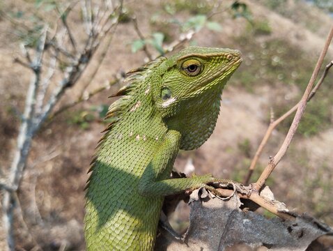 A Green Crested Lizard (Bronchocela jubata) Perches on a Dry Branch