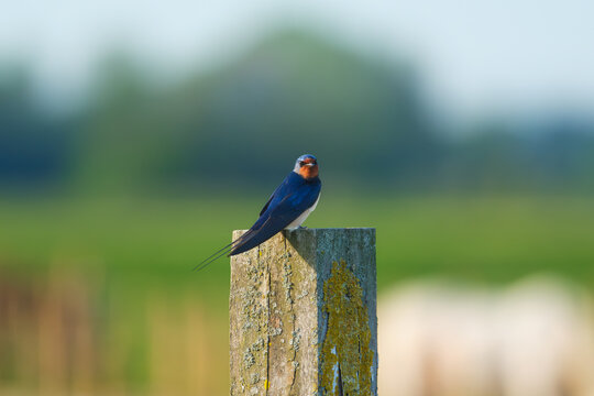 Swallow bird sitting on a wooden fence post in the open countryside. Small bird resting outdoors in daylight.