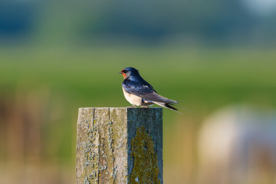 Swallow bird sitting on a wooden fence post in the open countryside. Small bird resting outdoors in daylight.