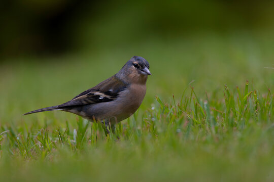 Azores Chaffinch, Fringilla coelebs moreletti