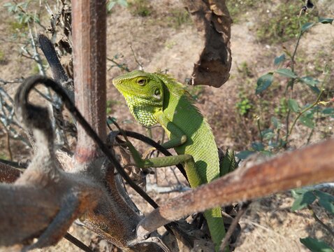 A Green Crested Lizard (Bronchocela jubata) Perches on a Dry Branch
