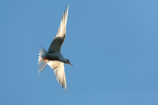 Common Tern, Sterna hirundo