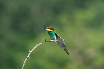 Obraz premium European Bee-eater, Merops apiaster
