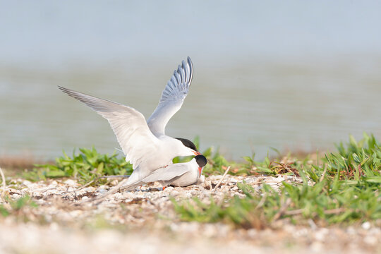 Common Tern, Sterna hirundo