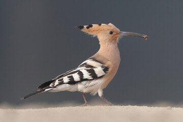 Eurasian Hoopoe, Upupa epops © Marc