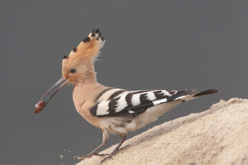 Eurasian Hoopoe, Upupa epops © Marc