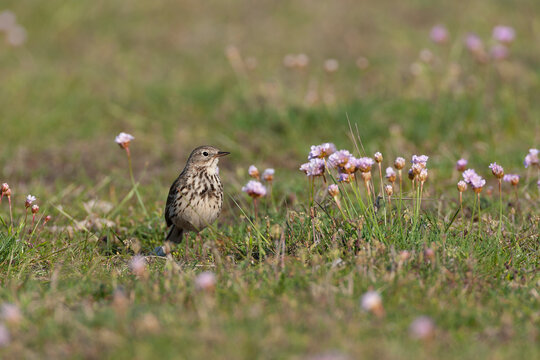 Meadow Pipit, Anthus pratensis