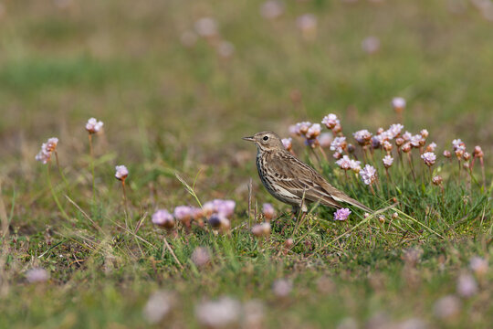 Meadow Pipit, Anthus pratensis
