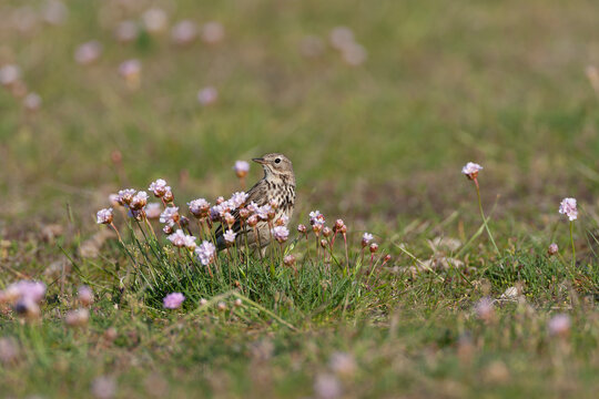 Meadow Pipit, Anthus pratensis