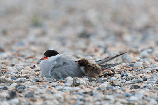 Common Tern, Sterna hirundo