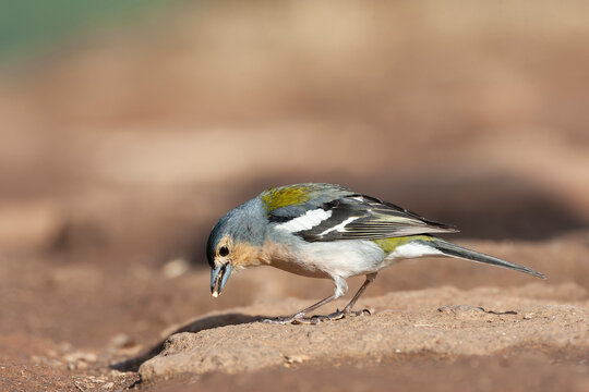 Madeira Chaffinch, Fringilla coelebs maderensis