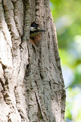 Obraz premium Great Spotted Woodpecker, Dendrocopos major pinetorum
