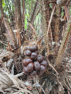 Fresh snake fruit bunch natural brown on thorny palm for agriculture design