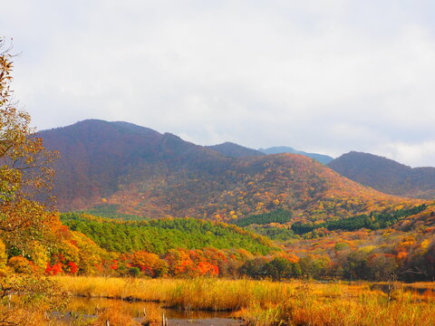 紅葉に染まる山並みと湿原 観音沼森林公園 秋の南会津