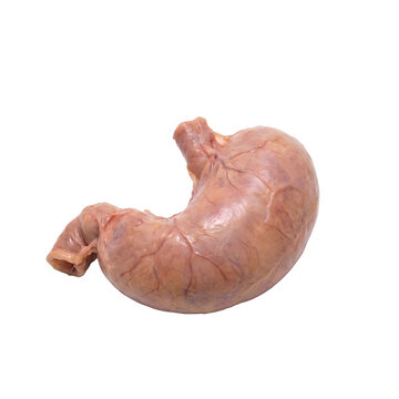 real human stomach organ part medical anaotomy