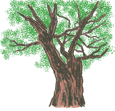 tree isolated on white background