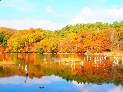 青空と紅葉を映す観音沼 立ち枯れの湿原
